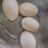 تخم اردک