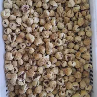 ۲۰۰کیلو انجیر گل و یک تن انجیر سفید