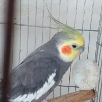 عروس هلندی رام وصحبت کن