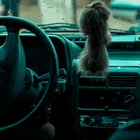 پراید هاچبک کره ای DM nasim مدل80|خودرو سواری و وانت|جوانرود, |دیوار