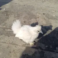 نیمچه ابریشمی|حیوانات مزرعه|شاهین‌شهر, خانه کارگر|دیوار