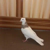 فروش ۴تا نر درجه یک به شرط پرش