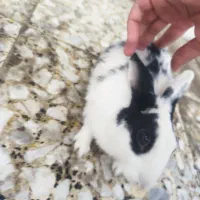 خرگوش|موش و خرگوش|شوشتر, |دیوار