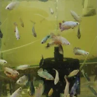 ماهی فایتر ماده تعداد