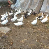 فروش فوری تعدادی اردک و بوقلمون به فروش میرسد