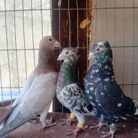 دوتا سار کاکولی نر و یک مامی کرمانی نر|پرنده|مشهد, فریزی|دیوار