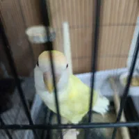 کوتوله رنگ خاص
