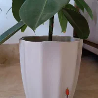 گلدون و قلمه گل ورق بزنید