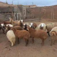 ۹ تا میش قلم دار با ۹ راس بره درشت