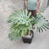 ۲۰ نوع گل  اپارتمانی خاص|گل و گیاه طبیعی|مشهد, رده|دیوار