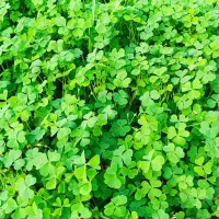 ترش واش تازه محلی