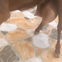 چپش دورگ مورسیا|حیوانات مزرعه|جیرفت, |دیوار