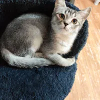 گربه بریتیش