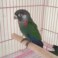 گرینچیک|پرنده|خمینیشهر, |دیوار