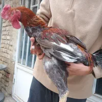 خروس لاری سالم