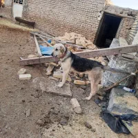 پژدر|سگ|ساروق, |دیوار