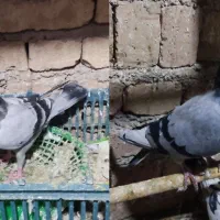 کبوتر