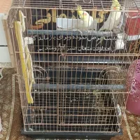 یک جفت عروس سالم با قفس ولوازم|پرنده|پیشوا, |دیوار