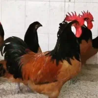 خروس خارجی ورورک المان
