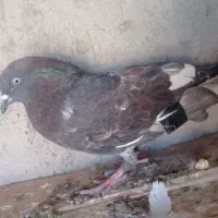 کبوتر ماده بادنجونی جلد اهواز پرشی به شرط|پرنده|ایذه, |دیوار