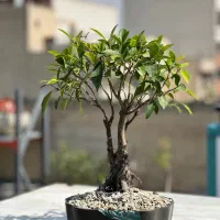 فیکوس رتوزا شفلرا بن سای