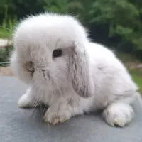 راشل پت بزرگترین و تخصصی ترین مرکز جوندگان ایران|موش و خرگوش|اصفهان, بهاران|دیوار