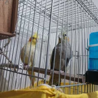 یک جفت عروس هلندی