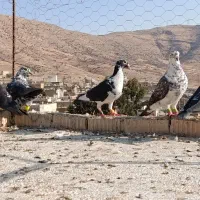 کفتر پلاکی .بزک سینه سفید۵تا با هم|پرنده|شیراز, سعدیه شمالی|دیوار