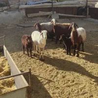 میش و بره افشاری