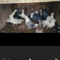 چند تا کبوتر رنگی و المانی