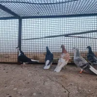 کبوتر|پرنده|تربت‌حیدریه, منظر|دیوار