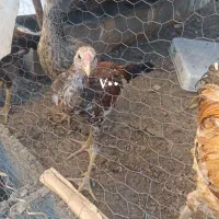 مرغ خروس نصل دار برای مال داری|پرنده|بمپور, |دیوار