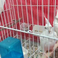 جفت عروس هلندی آلبینو