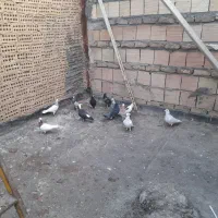 کفتر پرشی قلدور