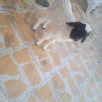 یک عدد بره نر|حیوانات مزرعه|بندر ماهشهر, |دیوار