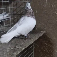 کفتر طوقی نر هفت‌رنگ