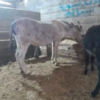 الاغ خر گله ای وباری