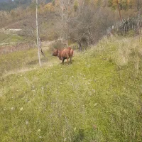 فروش فوری گاو با گوساله