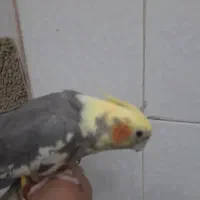 عروس هلندی  گمشده