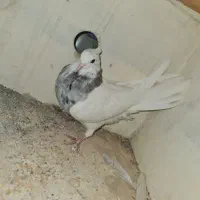 جوجه طوقی الماسی