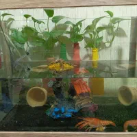 لابستر|خزنده|اصفهان, بهارستان|دیوار