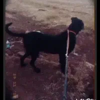 سگ گمشده عور