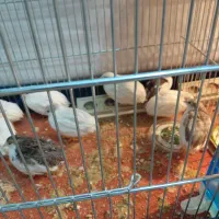 تخم نطفه دار بلدرچین مینیاتوری