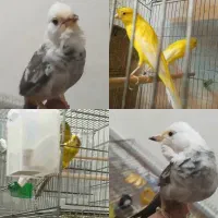 قناری نروماده رسمی‌بلند وفنچ‌ابلغ