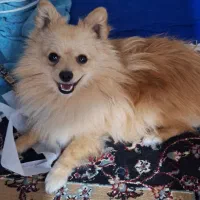 پامر عروسکی