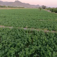 فروش یونجه