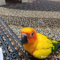 طوطی|پرنده|پرند, فاز ۱|دیوار