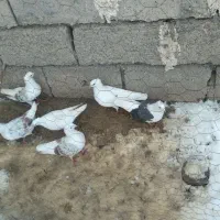 ۶عدد کبوتر دو شون پلنگ ونباتی