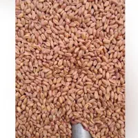 گندم بذری پیشگام|عمده‌فروشی|چناران, |دیوار