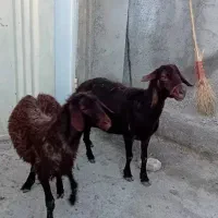 میش...و بره